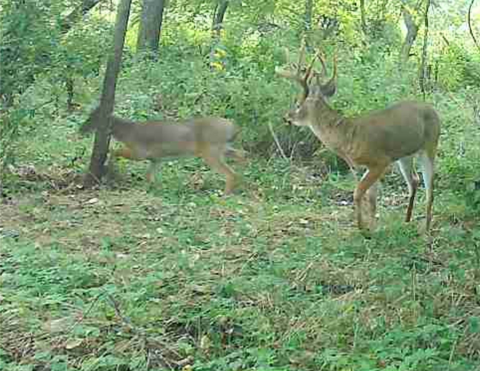 Listing Photo: Wayne County, Iowa Land Listing - 4